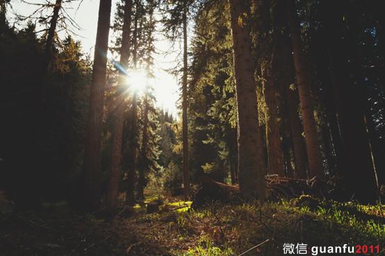 李盏柜 | 沈绍安 漆盏偶合 漆器与建盏牡丹花穿越千年爱恨纠葛