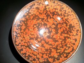 吴周君师傅 火凤凰大盏:口径15.5*5.5