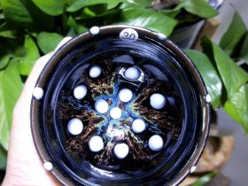 非遗传承人 李细妹老师 珍珠蝴蝶斑茶盏 9/5