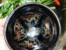 李细妹老师 蝴蝶斑茶盏