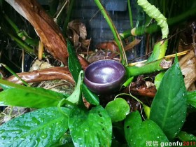 陈诚龙窑柴烧 口径:7.8  高:4.5