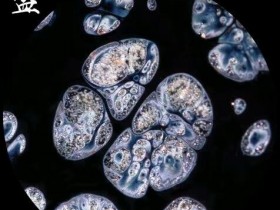 华御 陈春华师傅 油滴盏