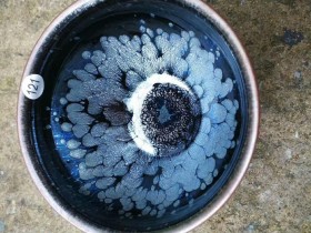 李盏柜  黑牡丹 口径:9.0  高:6.0