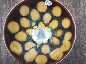 叶礼孝:特色柴烧盏